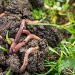 Composting Worms 200 pieces