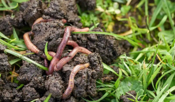 Earthworms in Pots How and Why to Use Them